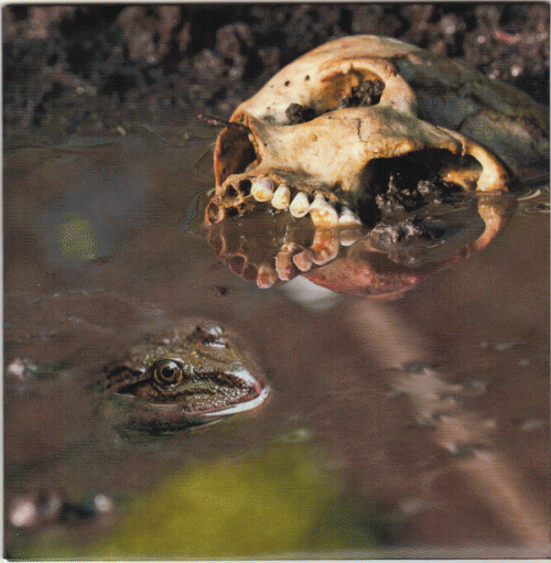 Catastrophic Blunt Force Intracranial Haemorrhage Fluid Leaking From Ruptured Eardrums : Spikeballs & Monklets